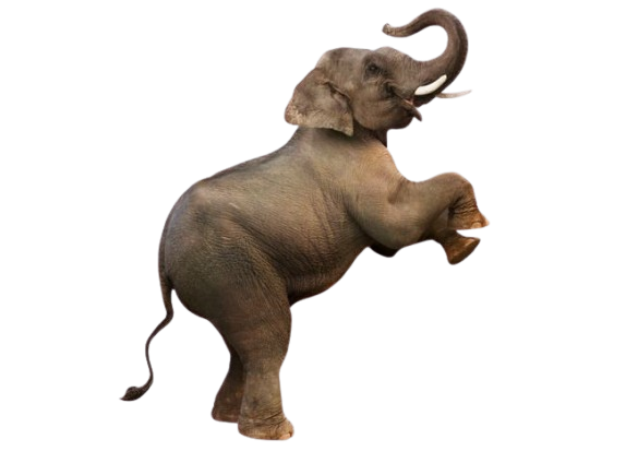 Elephant Left